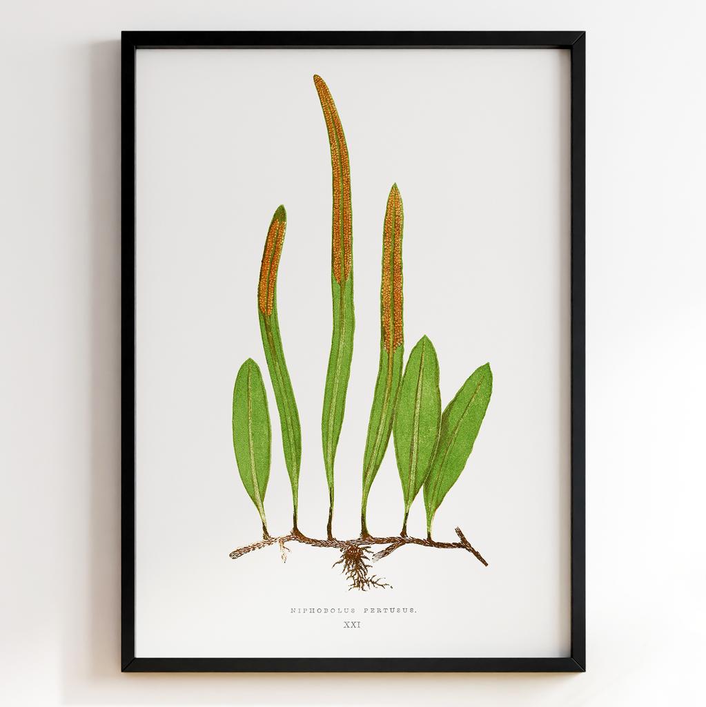 Edward Joseph Lowe – Ботанічний постер із листям Арт: 27586