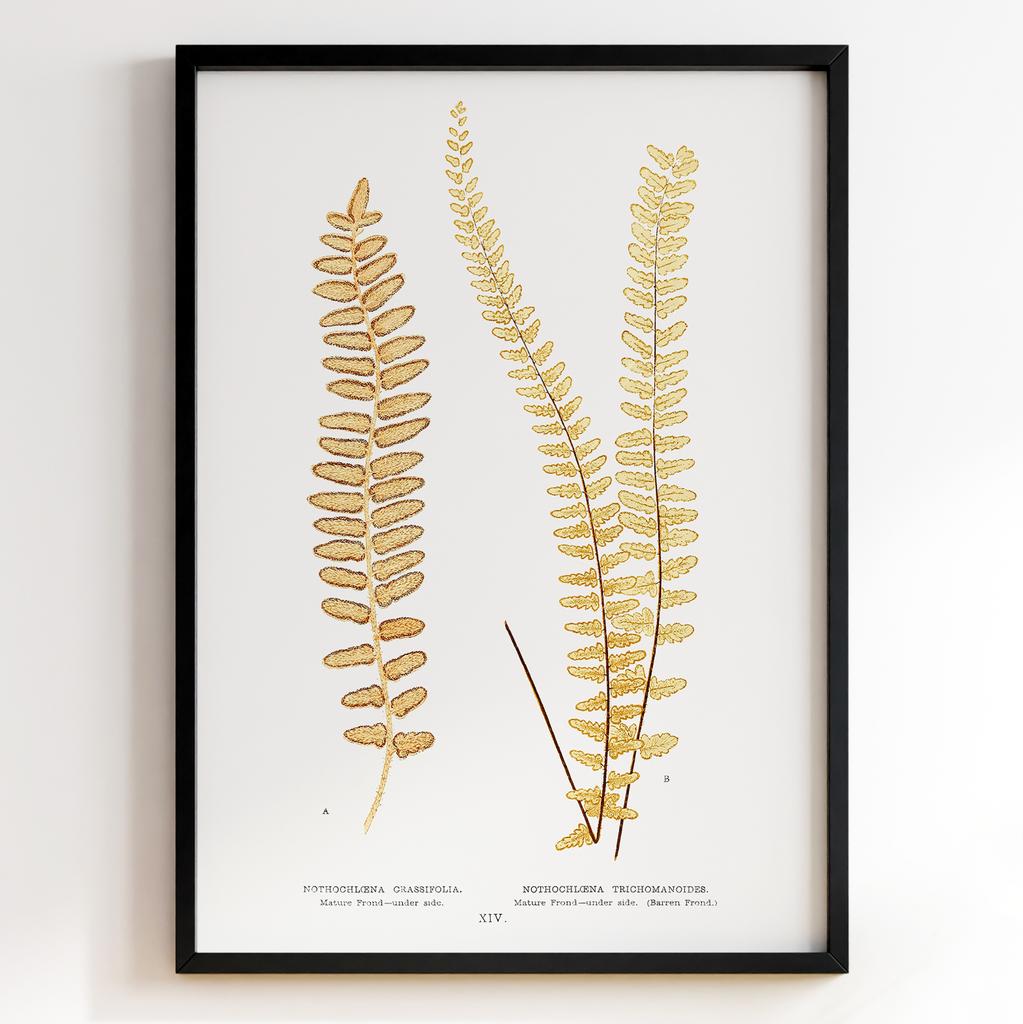 Edward Joseph Lowe – Ботанічний постер із листям Арт: 27587