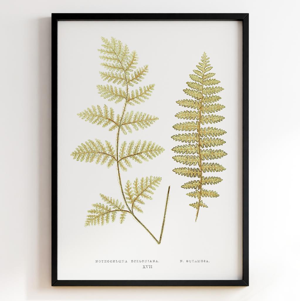 Edward Joseph Lowe – Ботанічний постер із листям Арт: 27588