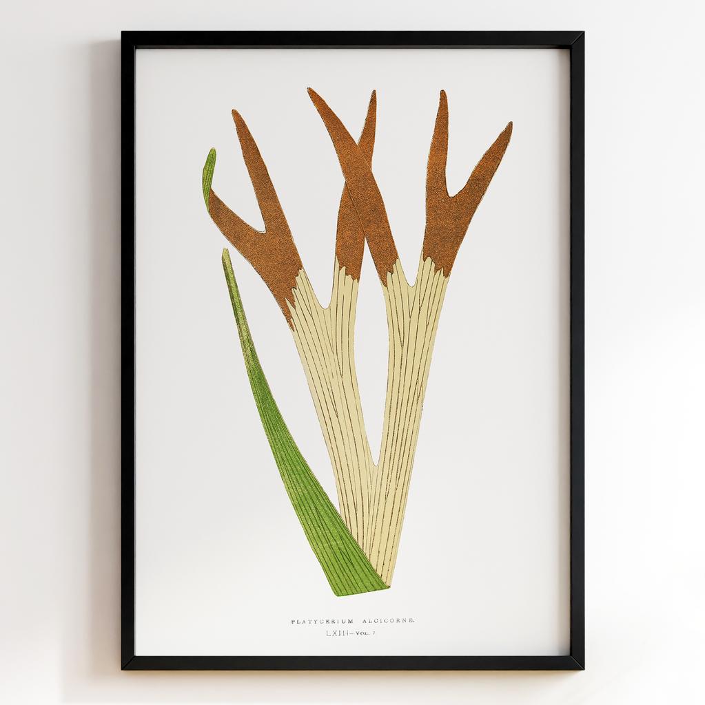 Edward Joseph Lowe – Ботанічний постер із листям Арт: 27590