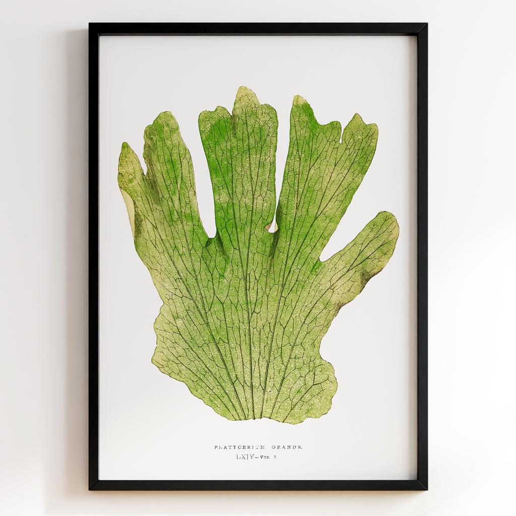 Edward Joseph Lowe – Ботанічний постер із листям Арт: 27591