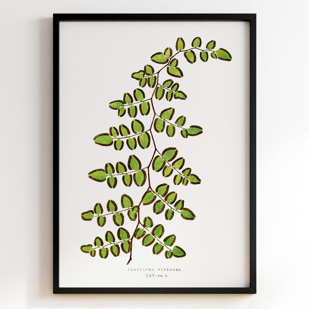Edward Joseph Lowe – Ботанічний постер із листям Арт: 27592