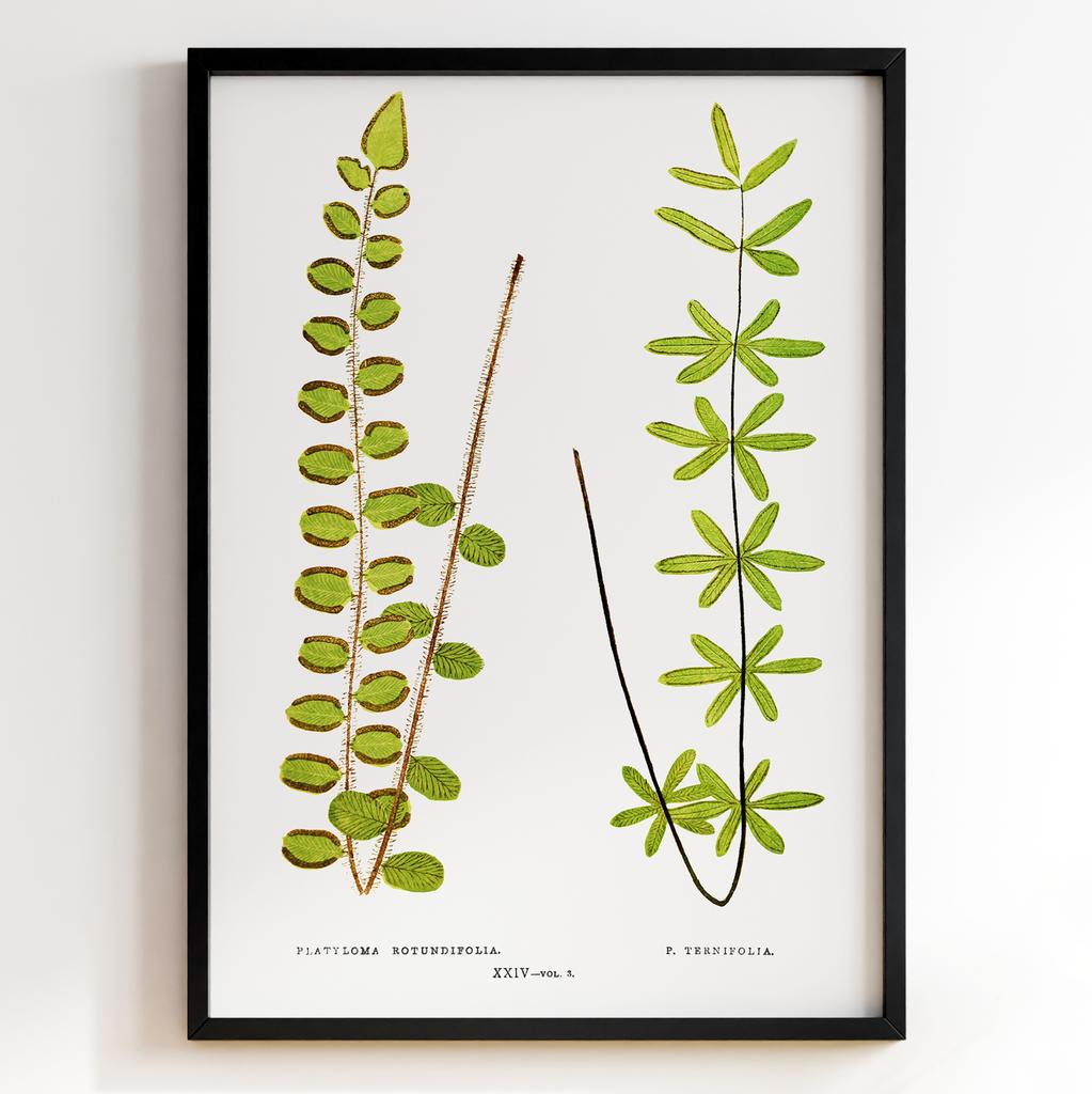 Edward Joseph Lowe – Ботанічний постер із листям Арт: 27593