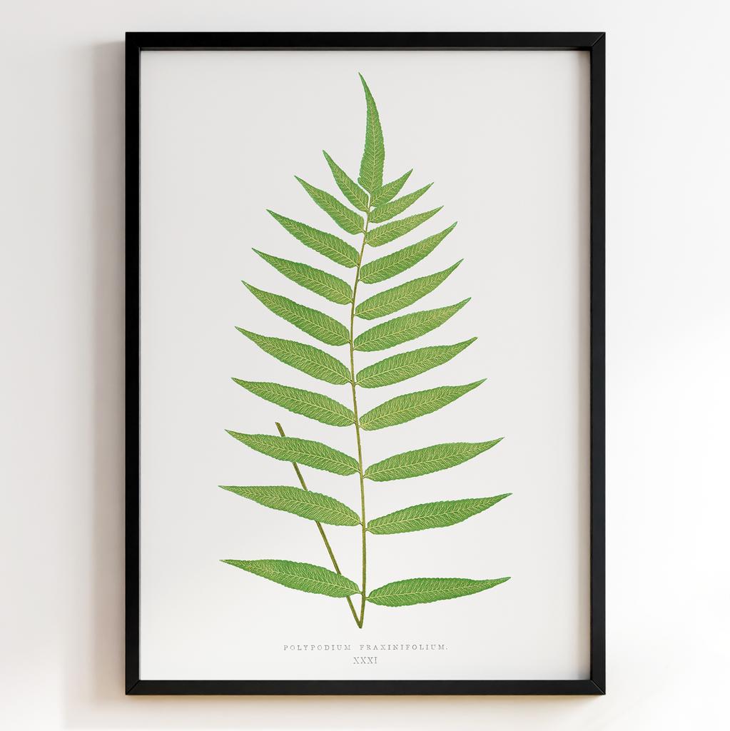 Edward Joseph Lowe – Ботанічний постер із листям Арт: 27594