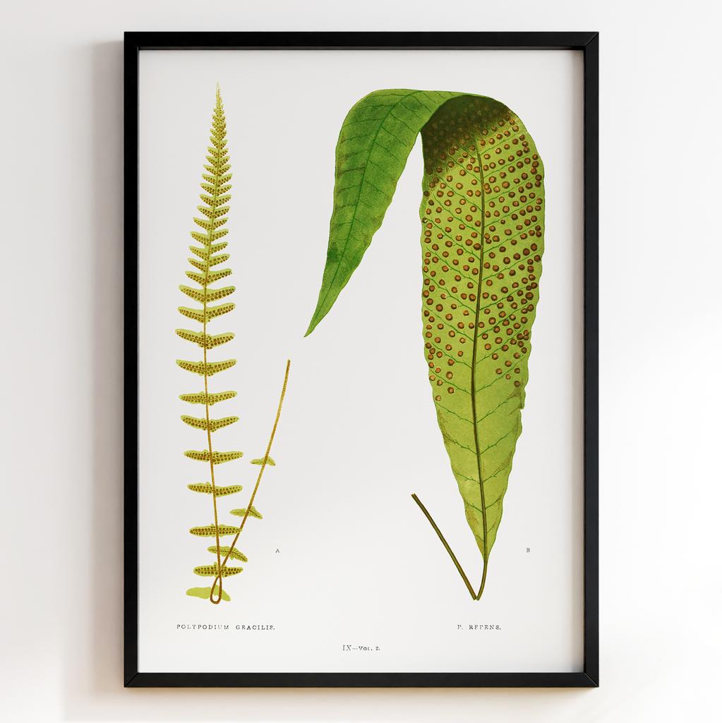 Edward Joseph Lowe – Ботанічний постер із листям Арт: 27595