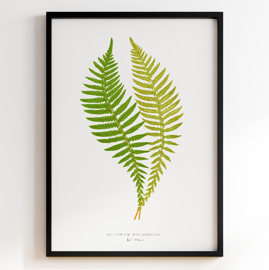 Edward Joseph Lowe – Ботанічний постер із листям Арт: 27596