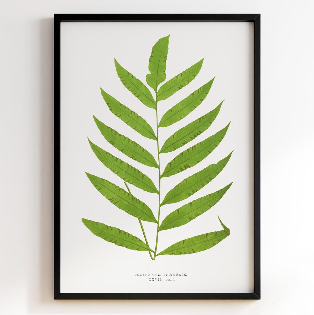 Edward Joseph Lowe – Ботанічний постер із листям Арт: 27597