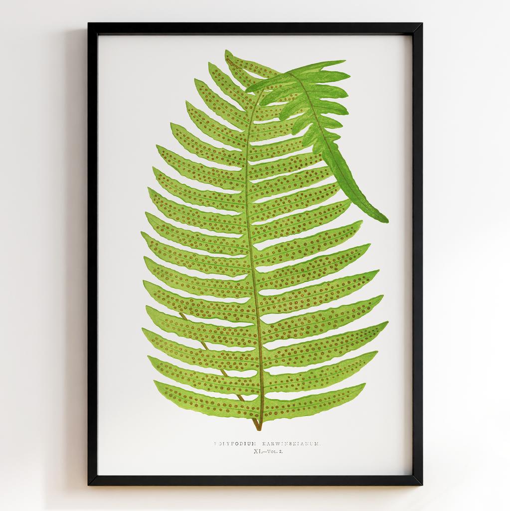 Edward Joseph Lowe – Ботанічний постер із листям Арт: 27598