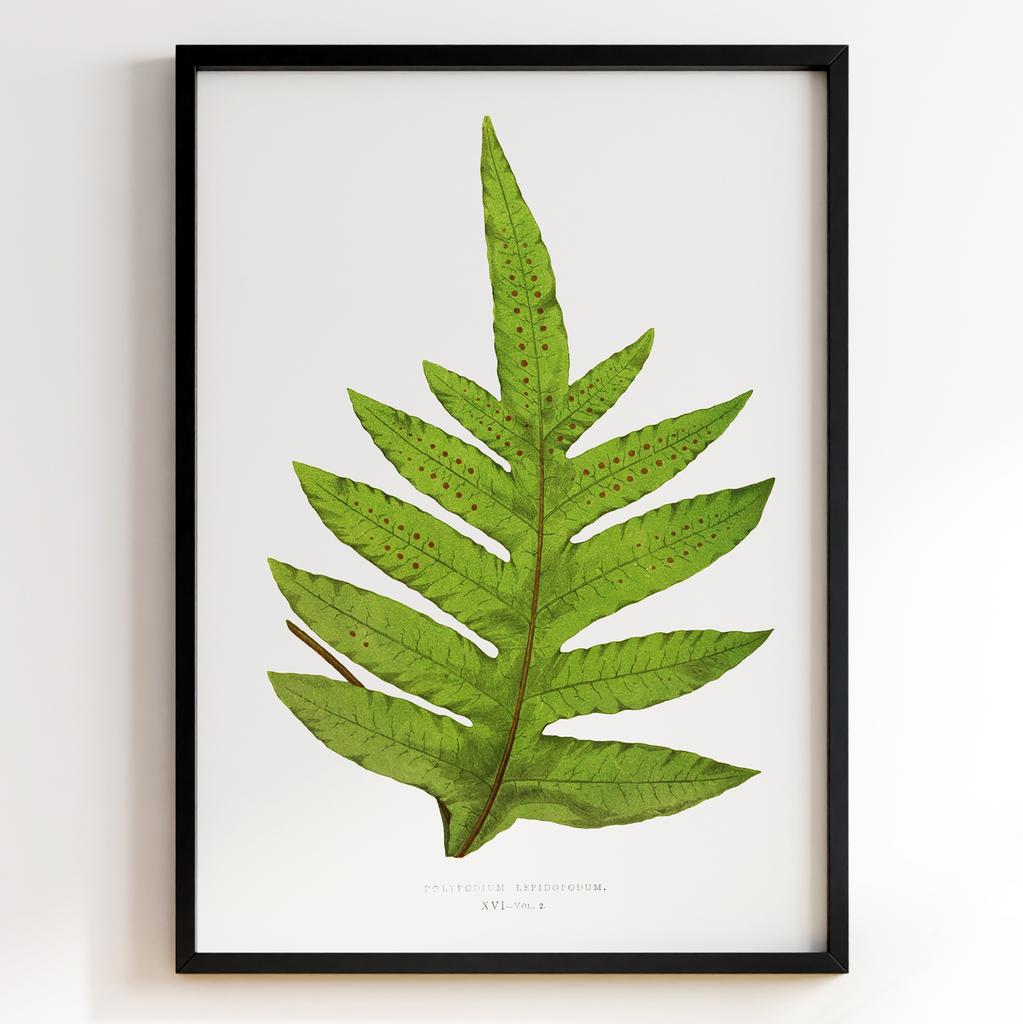 Edward Joseph Lowe – Ботанічний постер із листям Арт: 27599