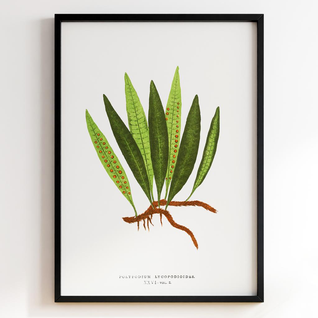 Edward Joseph Lowe – Ботанічний постер із листям Арт: 27600