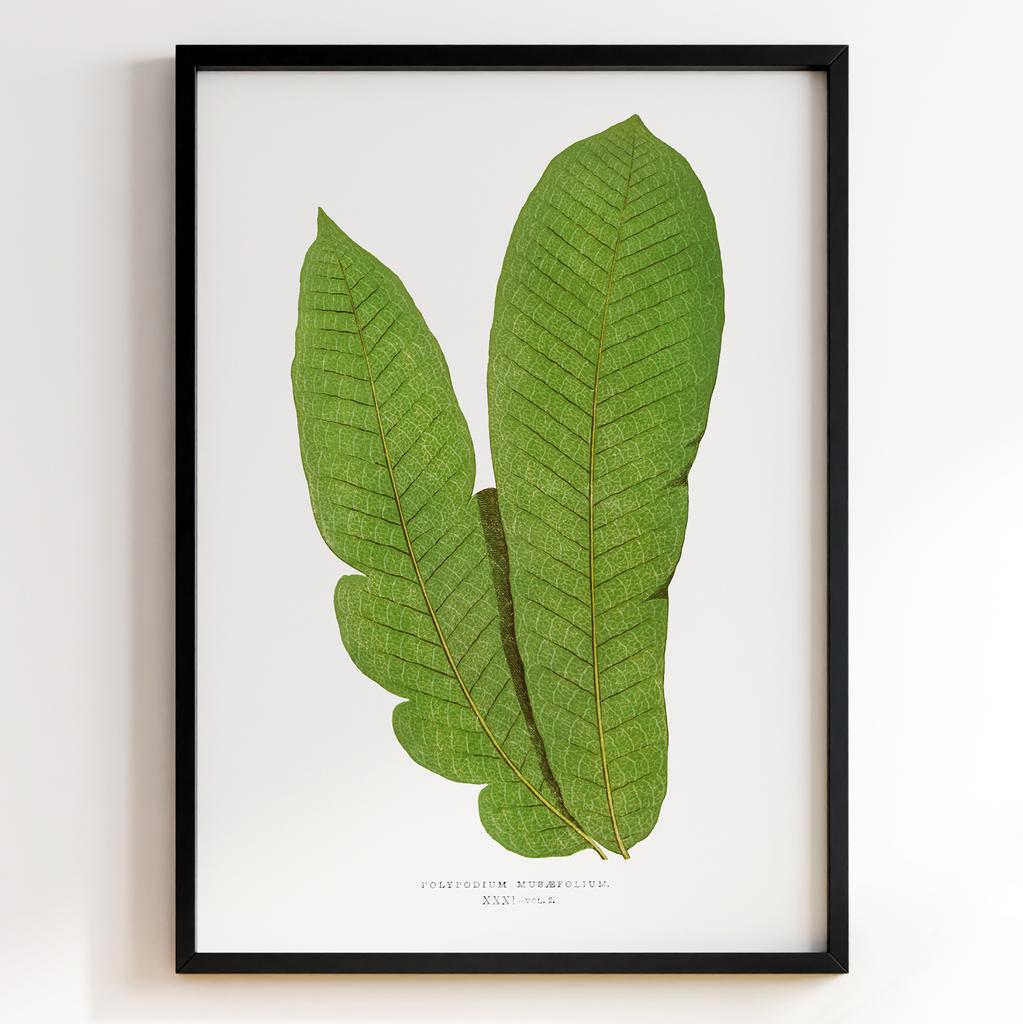 Edward Joseph Lowe – Ботанічний постер із листям Арт: 27601