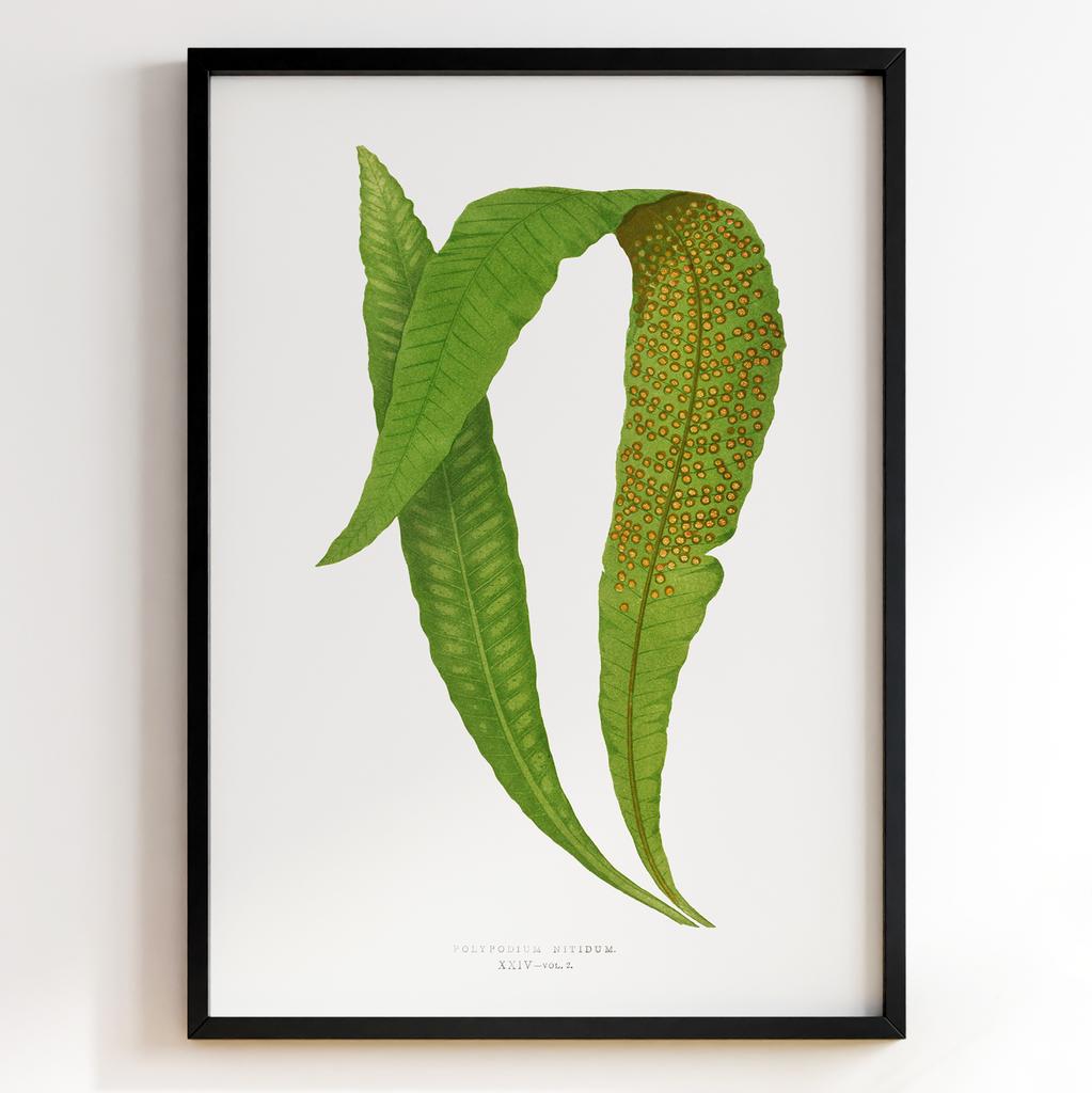 Edward Joseph Lowe – Ботанічний постер із листям Арт: 275602