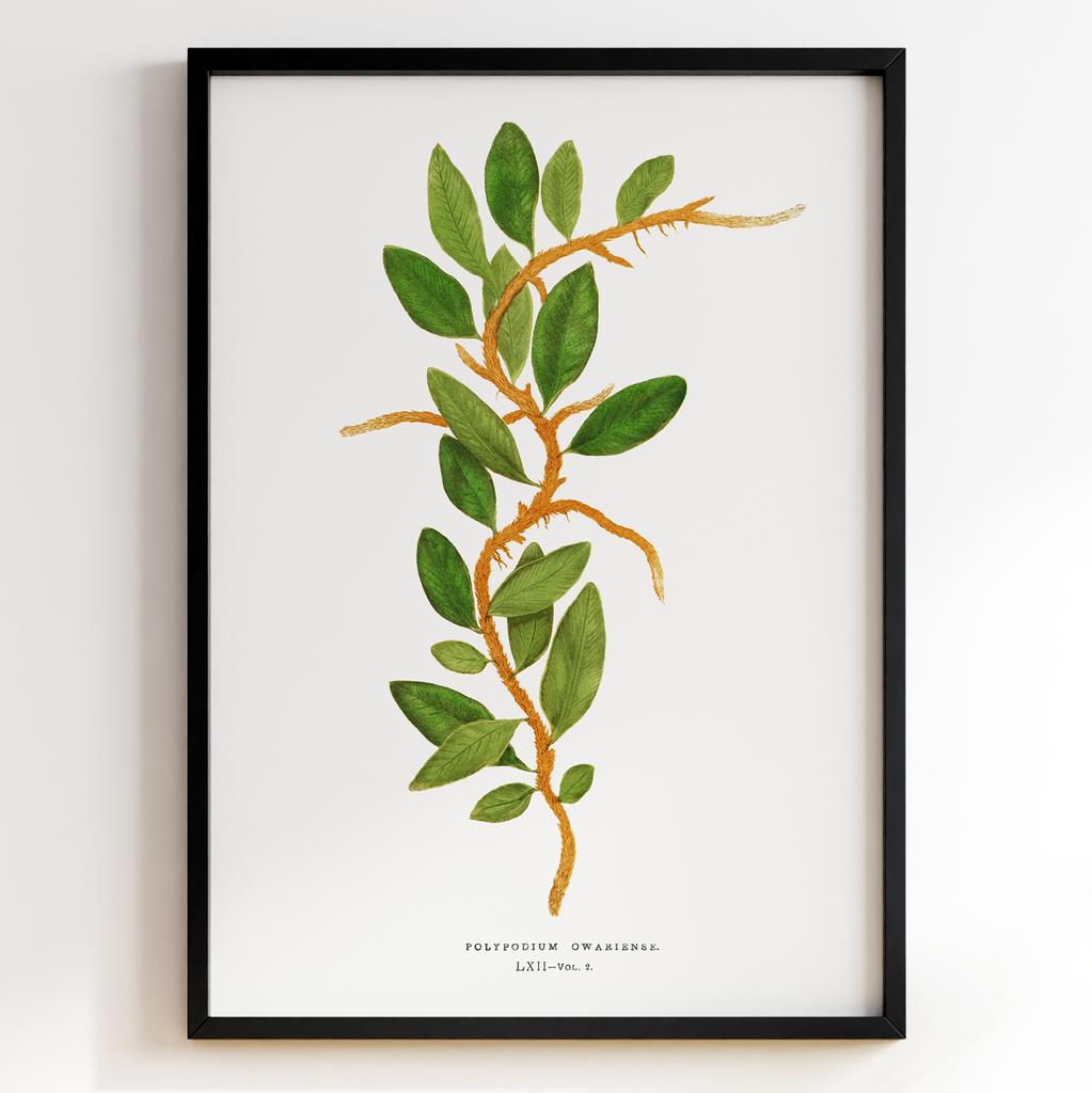 Edward Joseph Lowe – Ботанічний постер із листям Арт: 275603