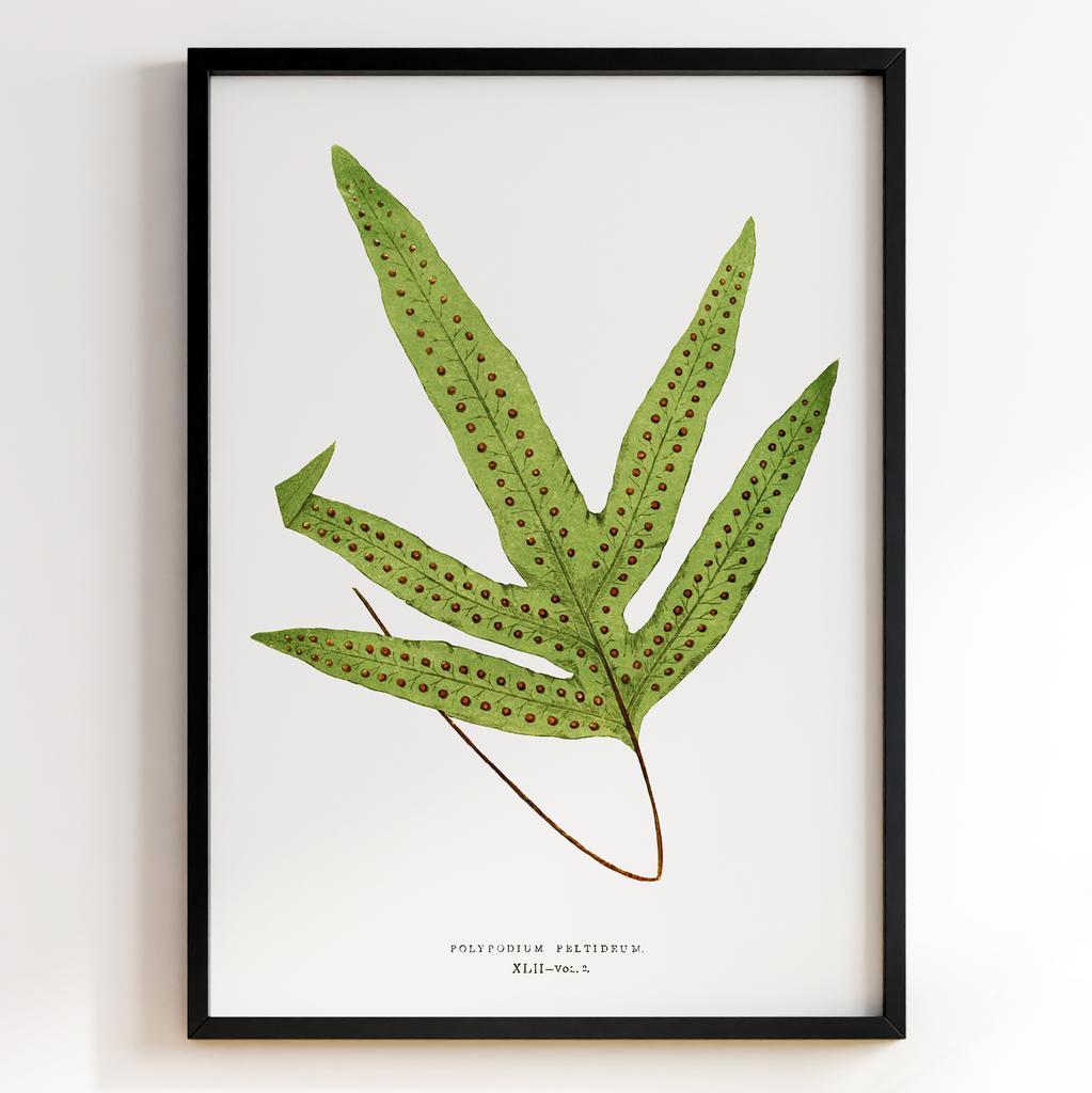 Edward Joseph Lowe – Ботанічний постер із листям Арт: 27604