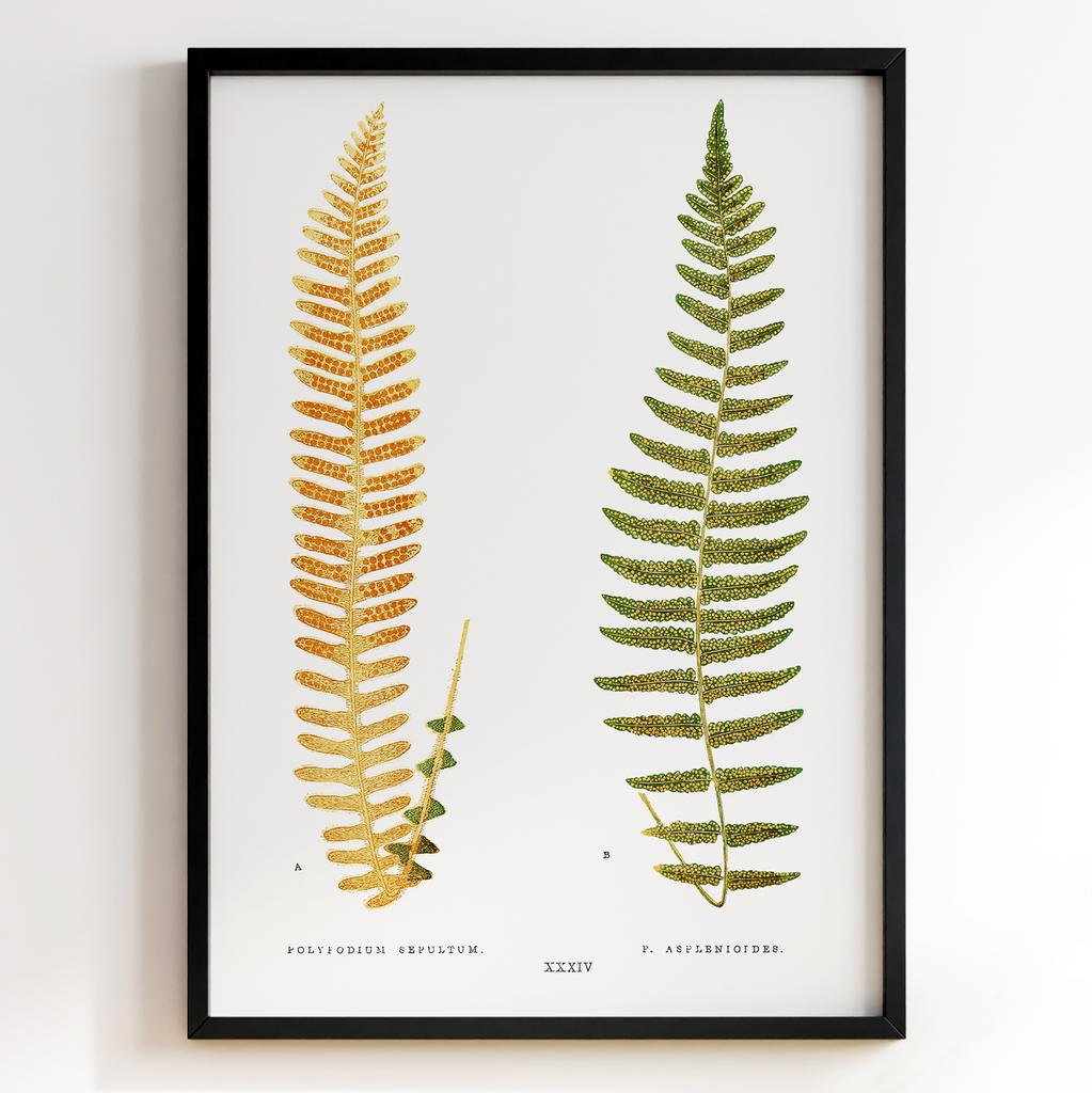 Edward Joseph Lowe – Ботанічний постер із листям Арт: 27605