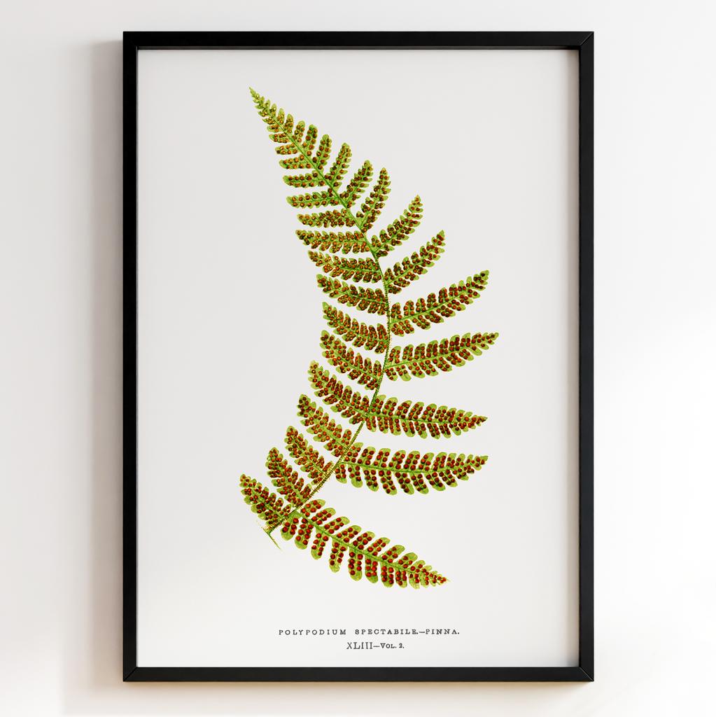 Edward Joseph Lowe – Ботанічний постер із листям Арт: 27606