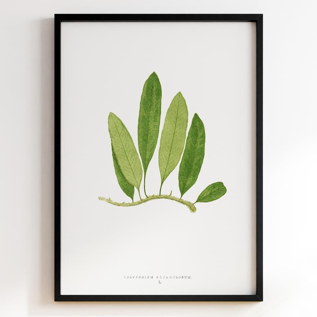Edward Joseph Lowe – Ботанічний постер із листям Арт: 27607