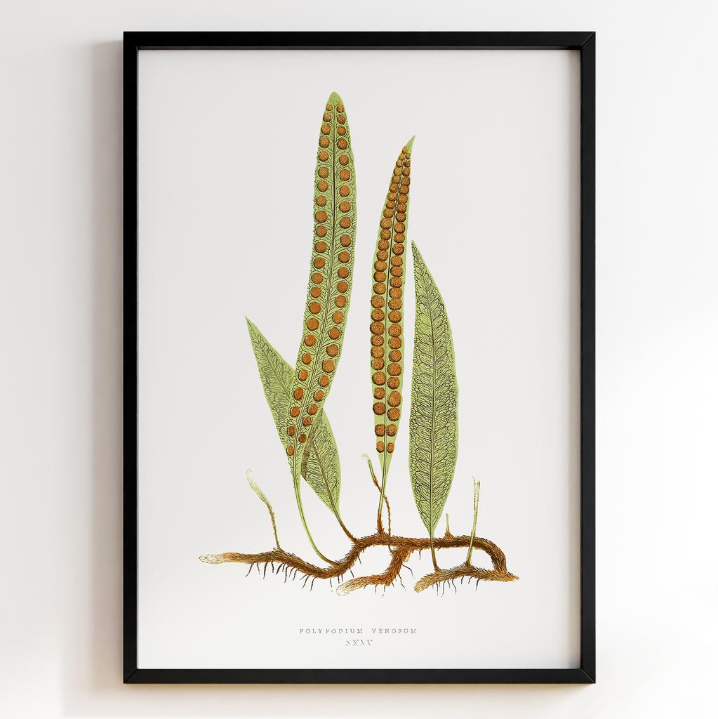 Edward Joseph Lowe – Ботанічний постер із листям Арт: 27608