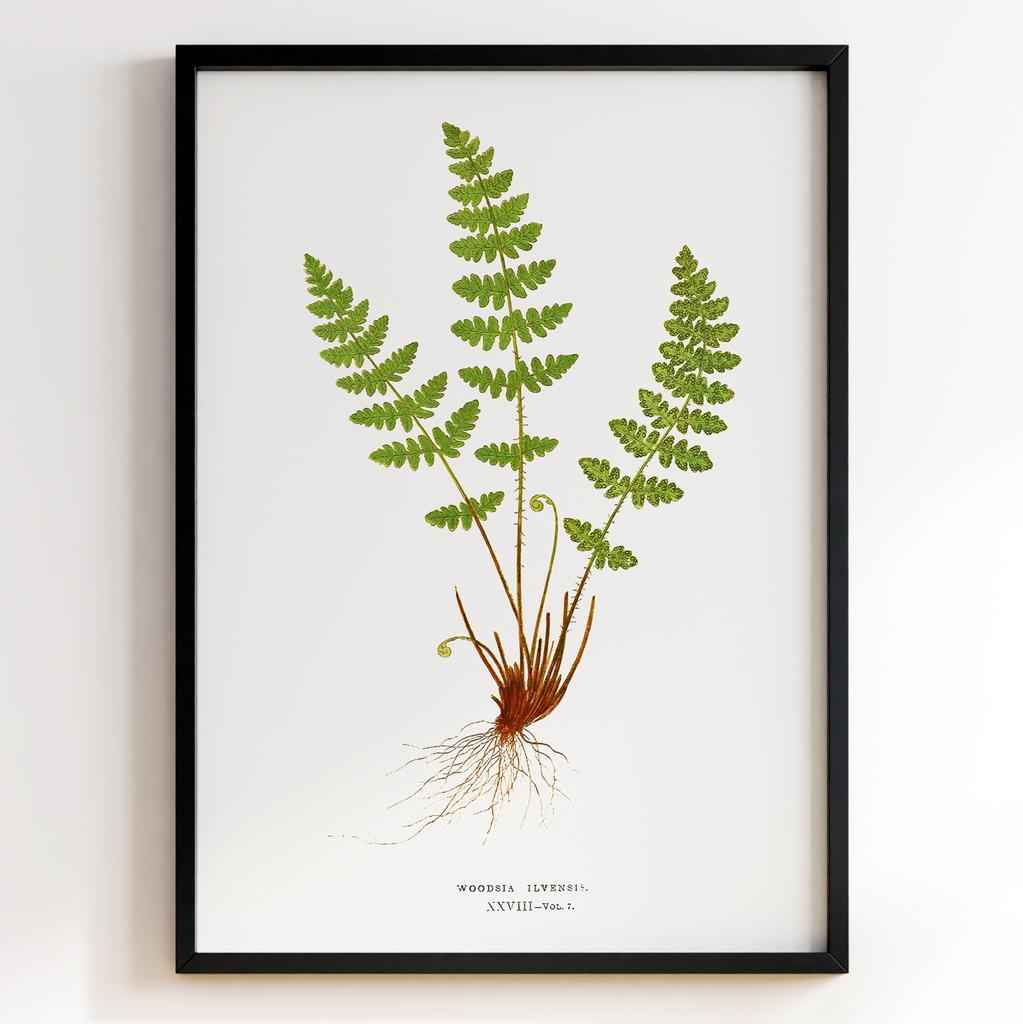 Edward Joseph Lowe – Ботанічний постер із листям Арт: 27609