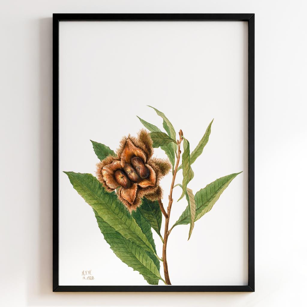 Ботанічний постер Мері Вокс Волкотт | Mary Vaux Walcott