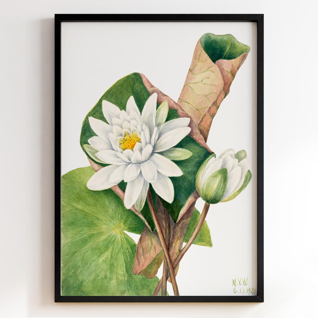 Ботанічний постер Мері Вокс Волкотт | Mary Vaux Walcott Арт: 27610