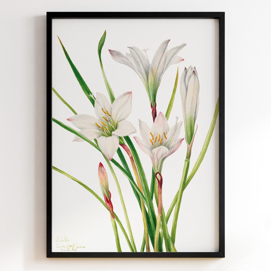 Ботанічний постер Мері Вокс Волкотт | Mary Vaux Walcott Арт: 27611