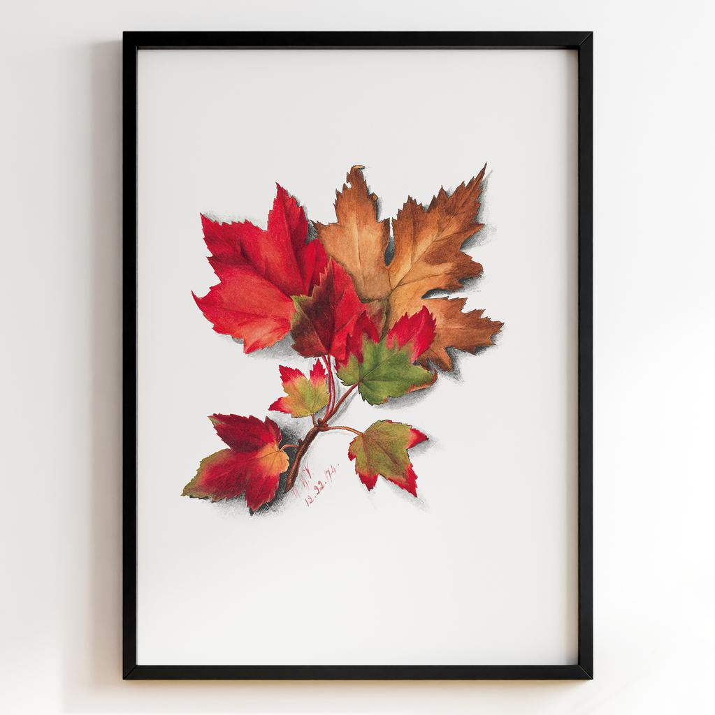 Ботанічний постер Мері Вокс Волкотт | Mary Vaux Walcott Арт: 27613