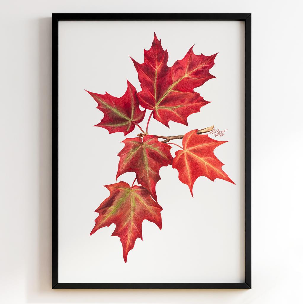 Ботанічний постер Мері Вокс Волкотт | Mary Vaux Walcott Арт: 27614