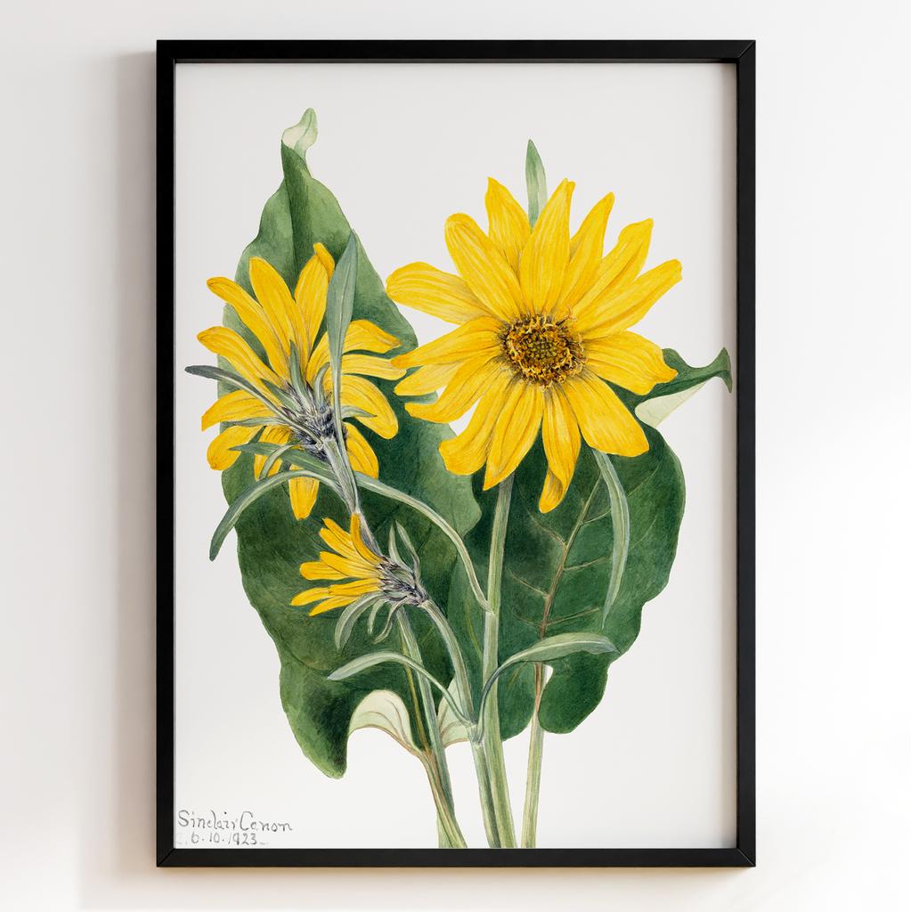 Ботанічний постер Мері Вокс Волкотт | Mary Vaux Walcott Арт: 27615