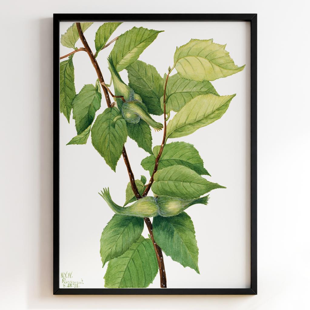 Ботанічний постер Мері Вокс Волкотт | Mary Vaux Walcott Арт: 27616