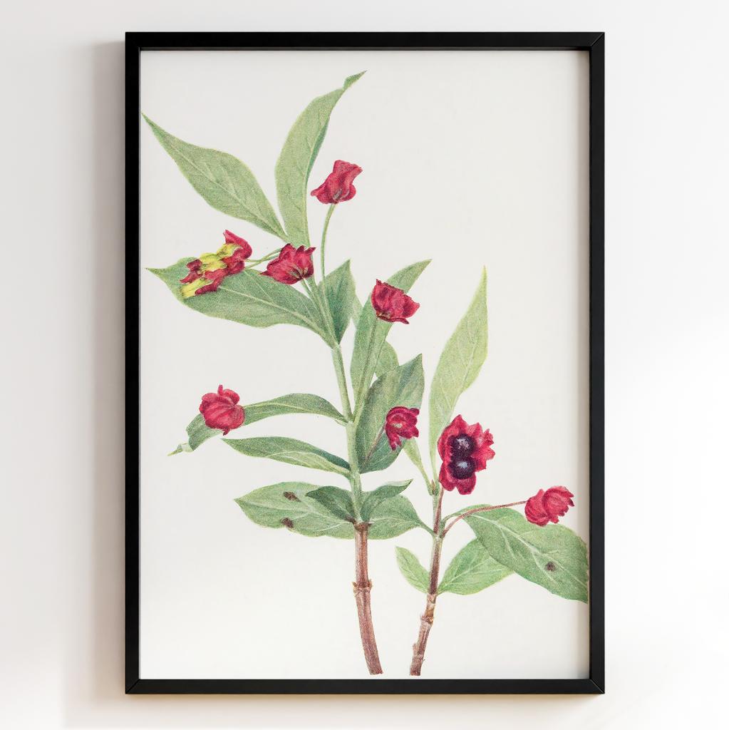 Ботанічний постер Мері Вокс Волкотт | Mary Vaux Walcott Арт: 27617