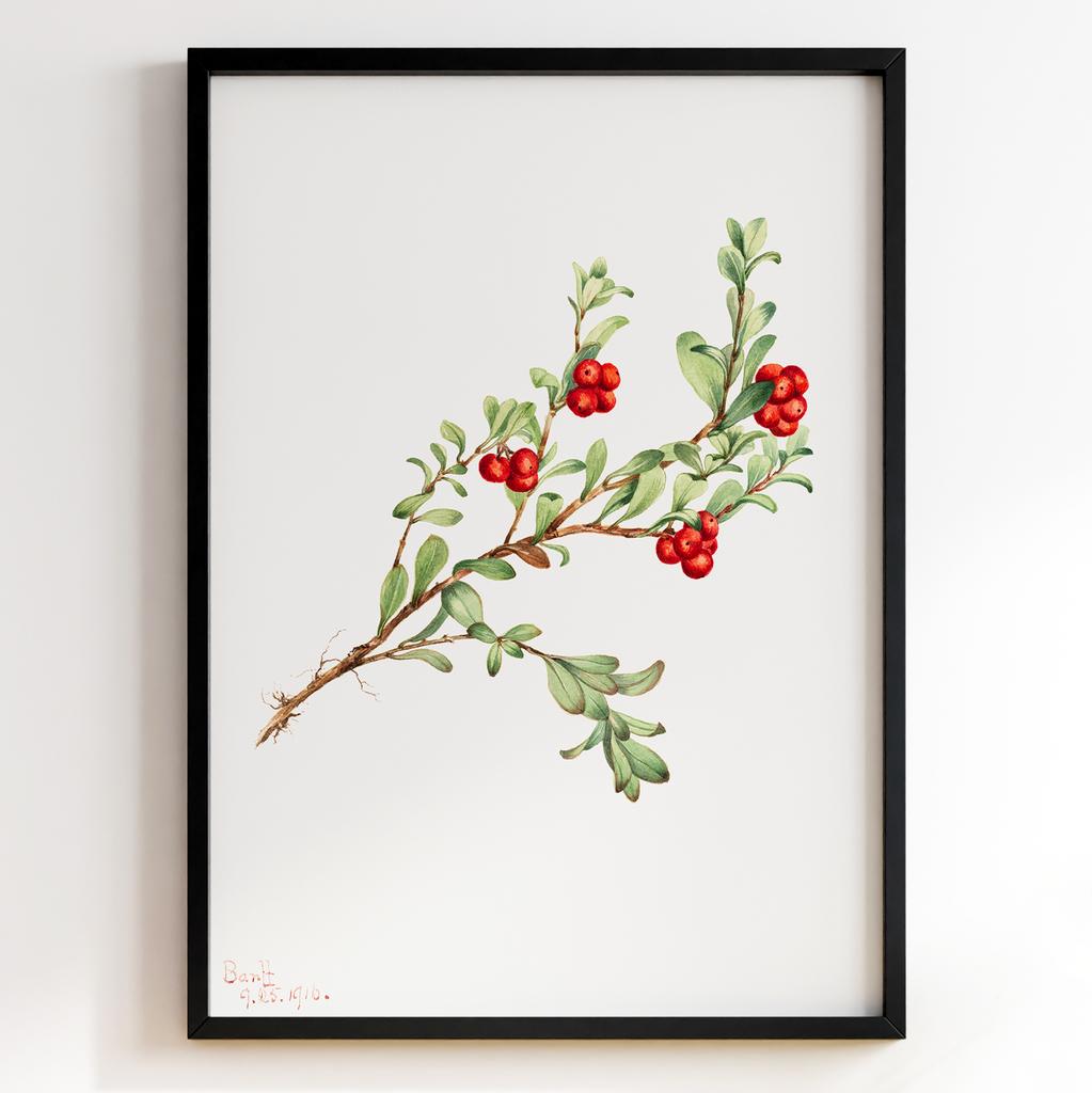 Ботанічний постер Мері Вокс Волкотт | Mary Vaux Walcott Арт: 27618