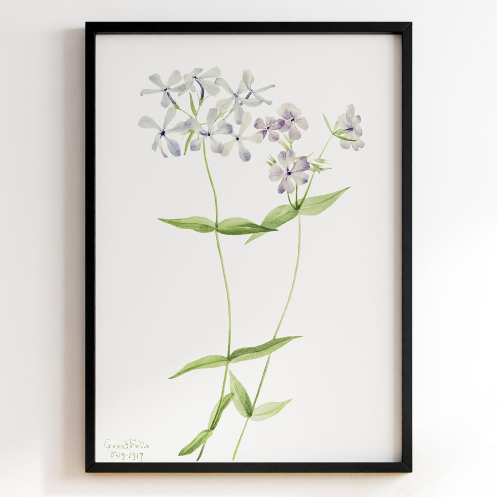 Ботанічний постер Мері Вокс Волкотт | Mary Vaux Walcott Арт: 27620