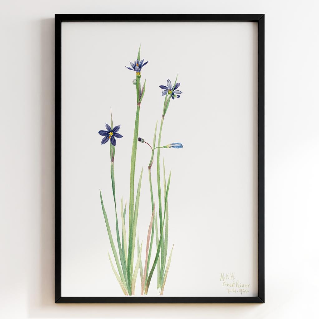 Ботанічний постер Мері Вокс Волкотт | Mary Vaux Walcott Арт: 27621