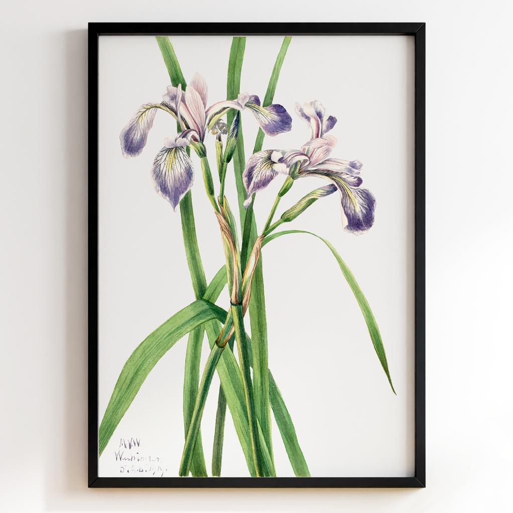 Ботанічний постер Мері Вокс Волкотт | Mary Vaux Walcott Арт: 27622