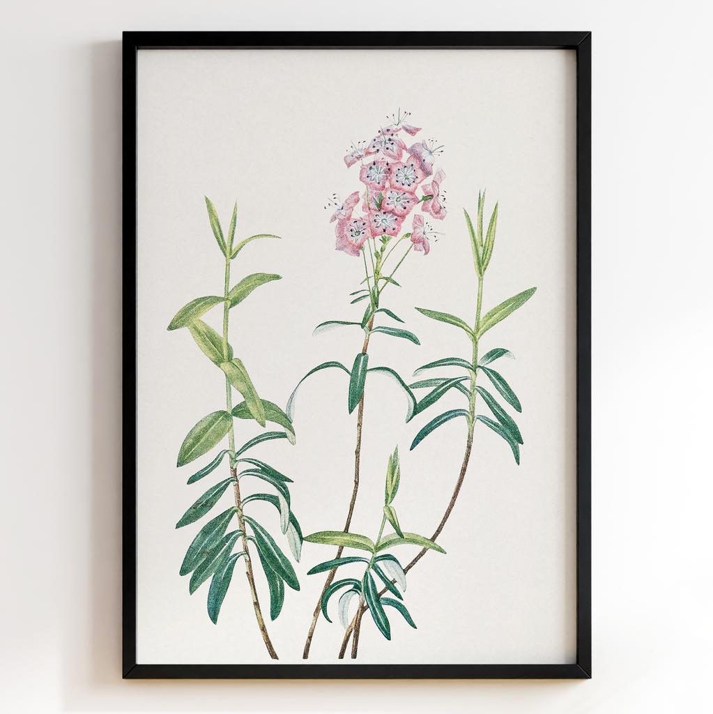 Ботанічний постер Мері Вокс Волкотт | Mary Vaux Walcott Арт: 27623