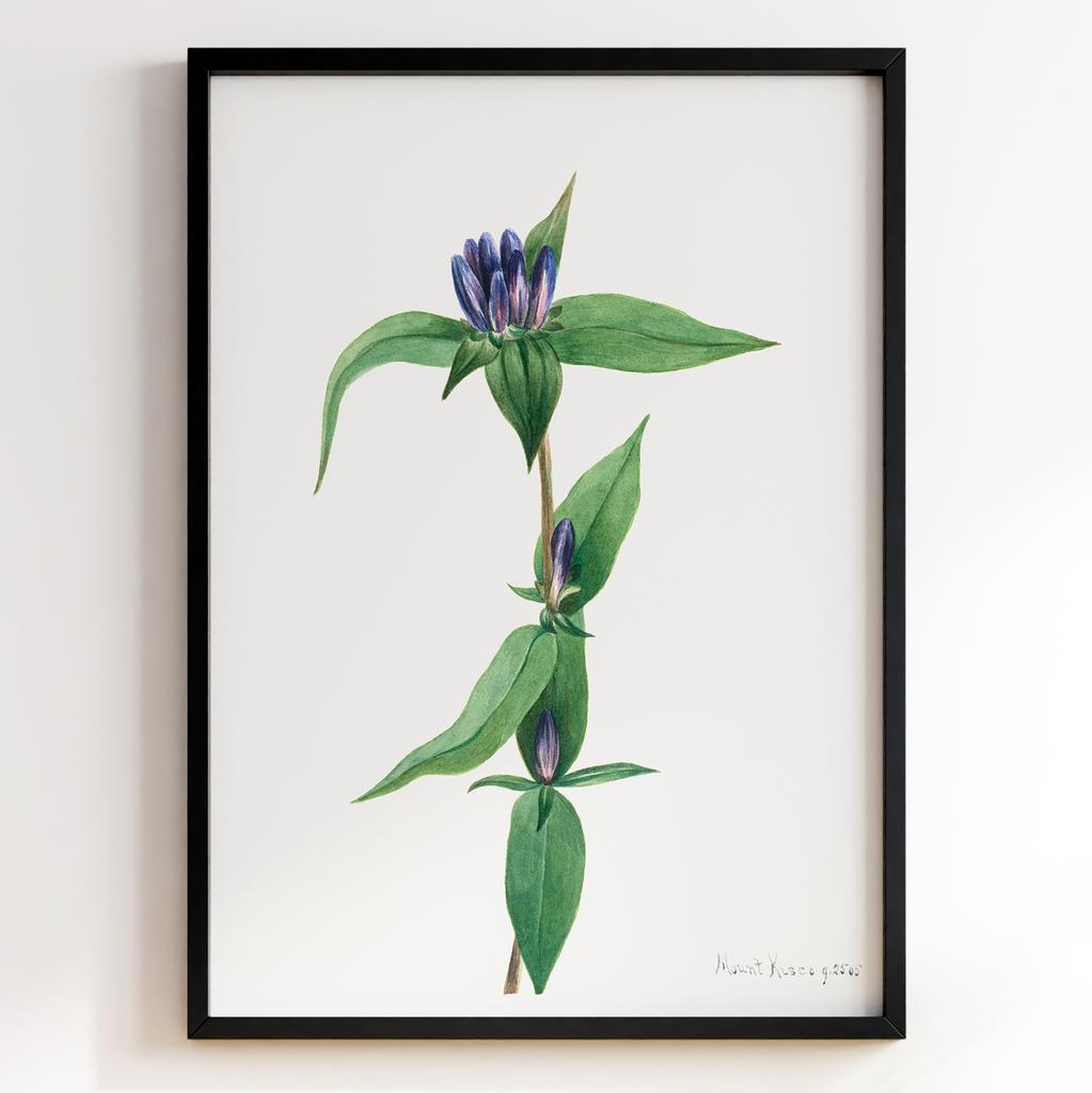 Ботанічний постер Мері Вокс Волкотт | Mary Vaux Walcott Арт: 27624