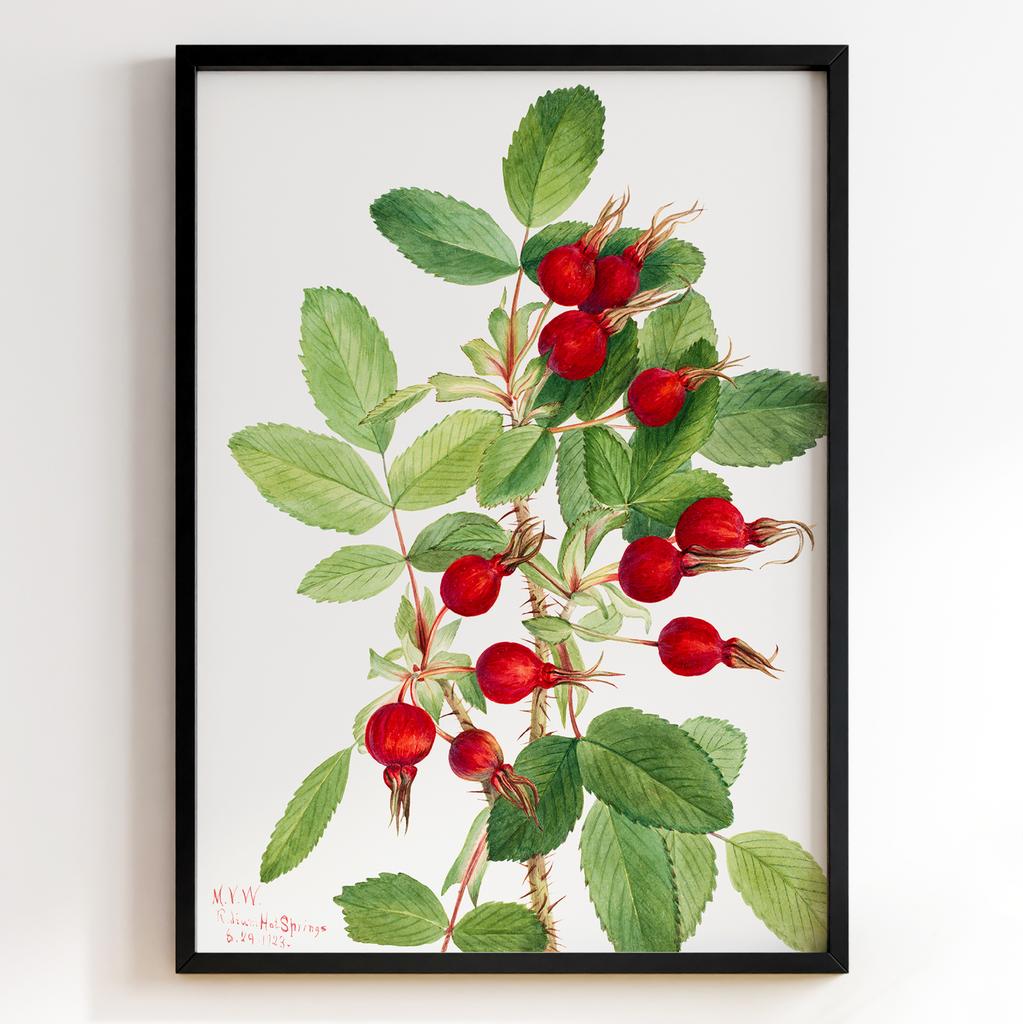 Ботанічний постер Мері Вокс Волкотт | Mary Vaux Walcott Арт: 27625