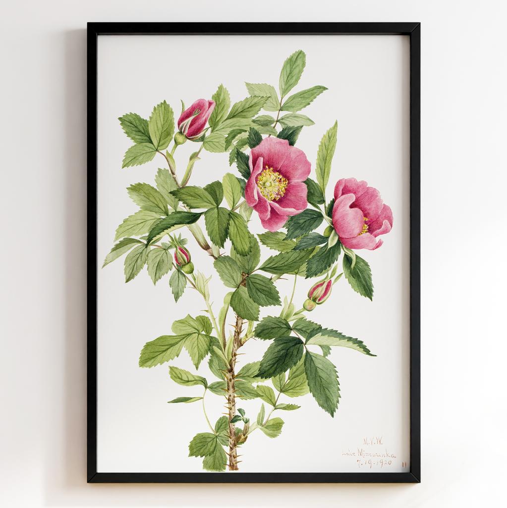 Ботанічний постер Мері Вокс Волкотт | Mary Vaux Walcott Арт: 27626