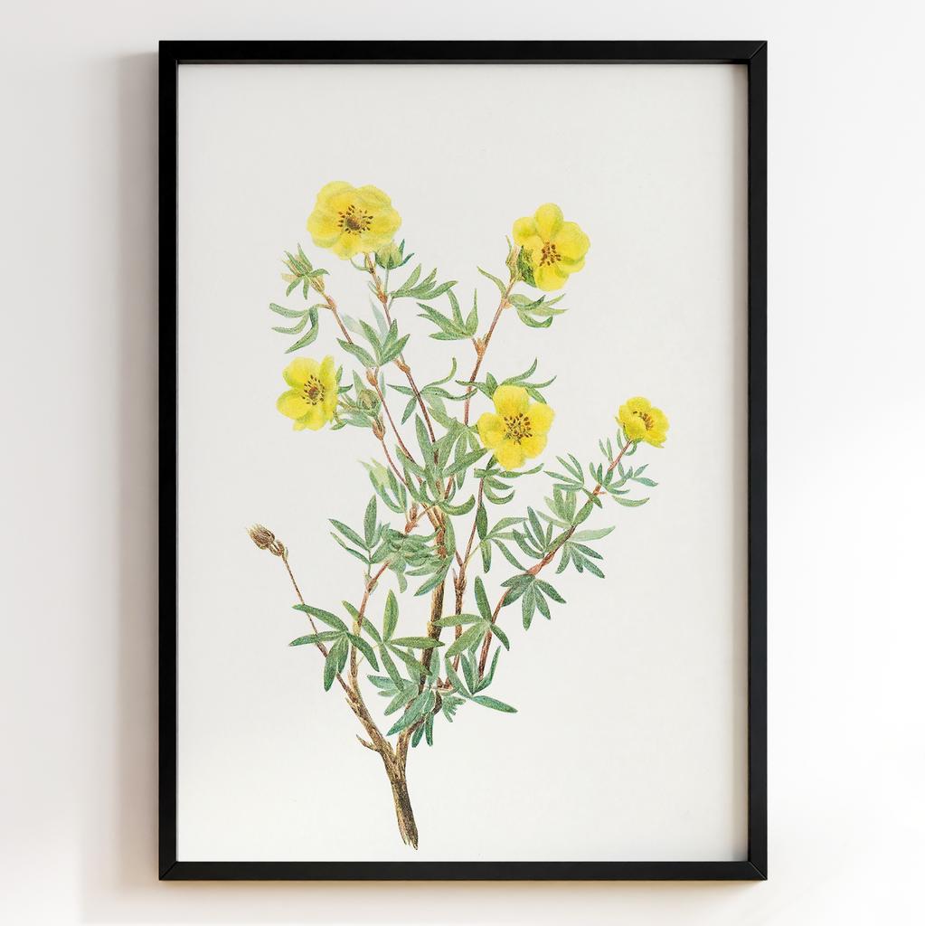 Ботанічний постер Мері Вокс Волкотт | Mary Vaux Walcott Арт: 27627