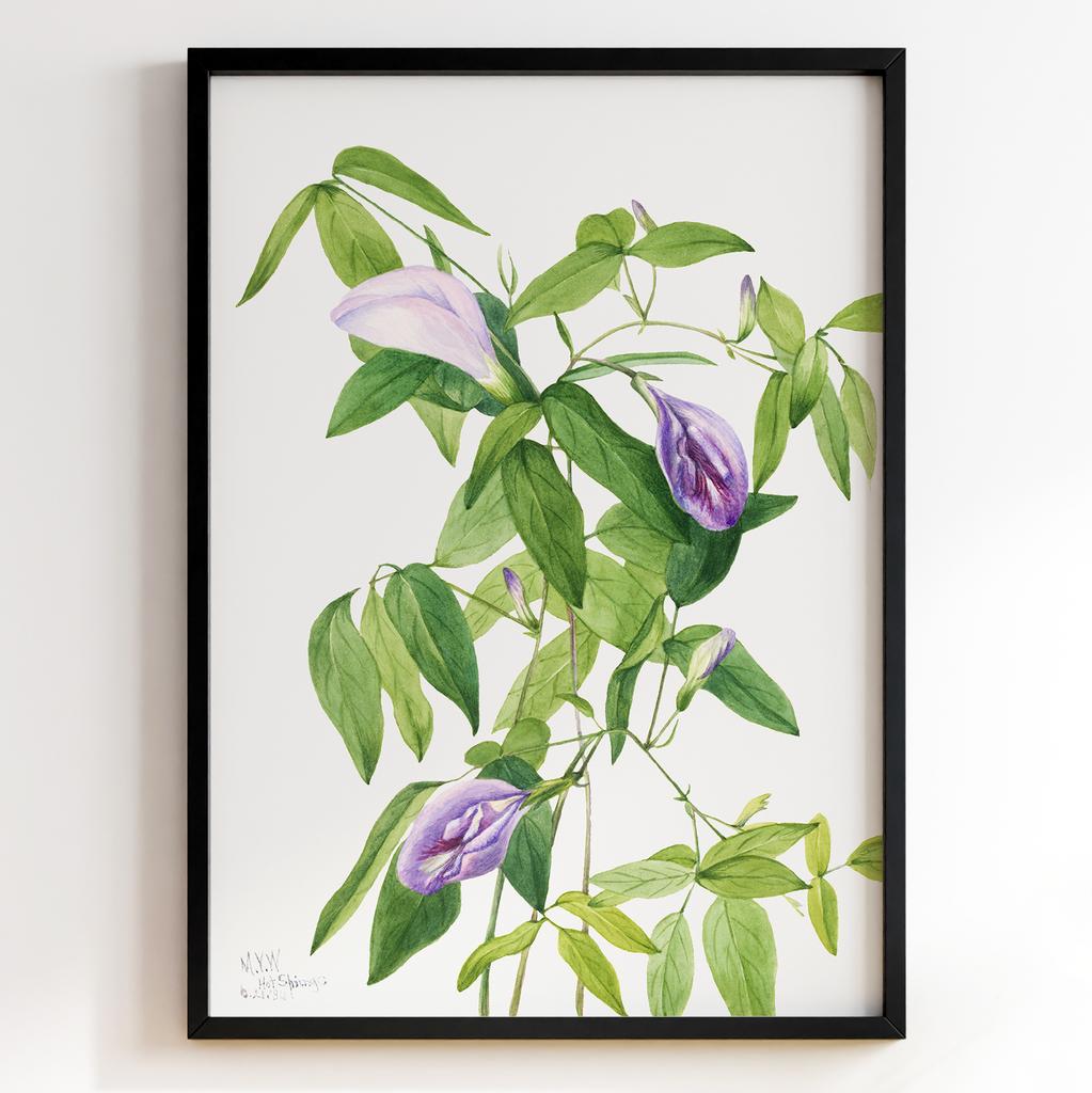 Ботанічний постер Мері Вокс Волкотт | Mary Vaux Walcott Арт: 27628