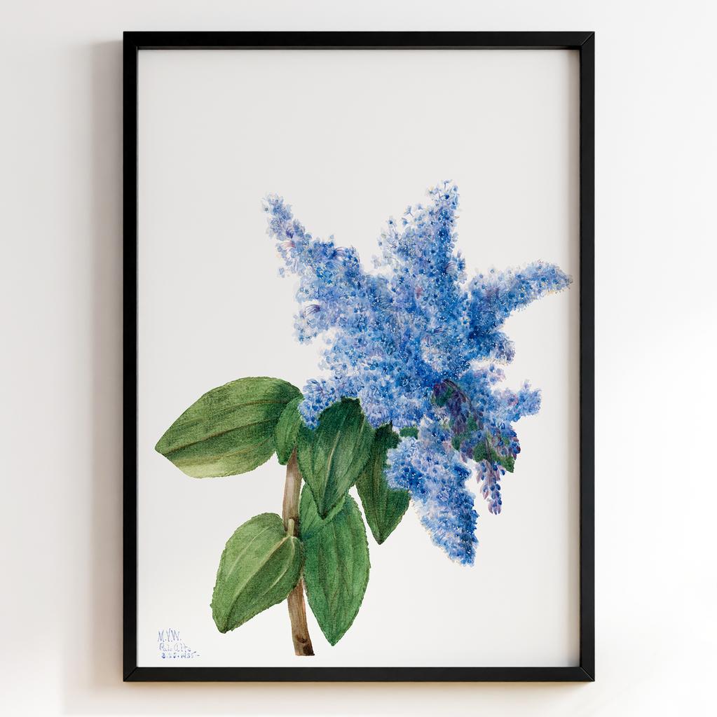 Ботанічний постер Мері Вокс Волкотт | Mary Vaux Walcott Арт: 27629