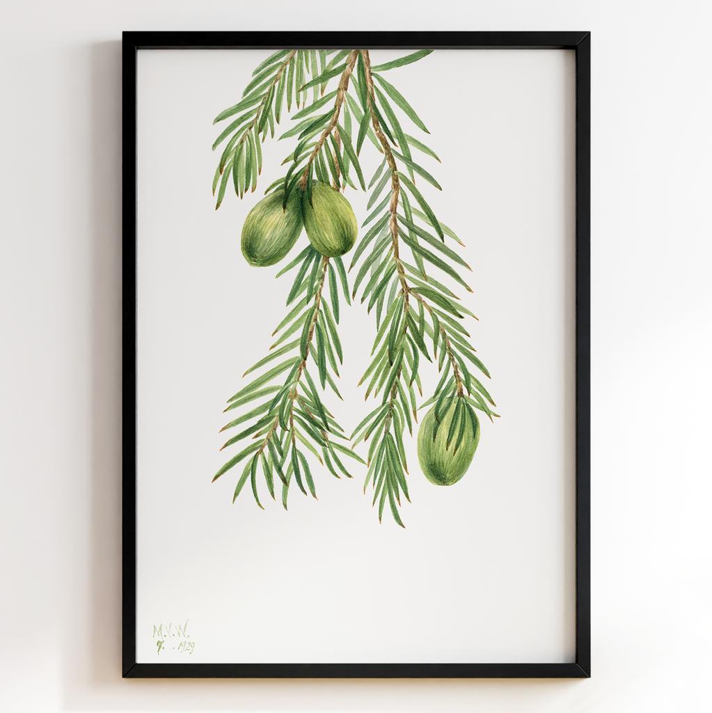 Ботанічний постер Мері Вокс Волкотт | Mary Vaux Walcott Арт: 27630