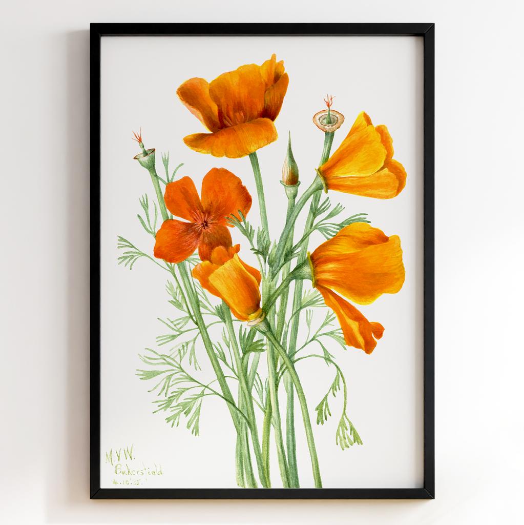 Ботанічний постер Мері Вокс Волкотт | Mary Vaux Walcott Арт: 27631