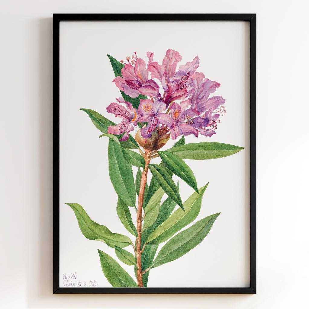 Ботанічний постер Мері Вокс Волкотт | Mary Vaux Walcott Арт: 27632