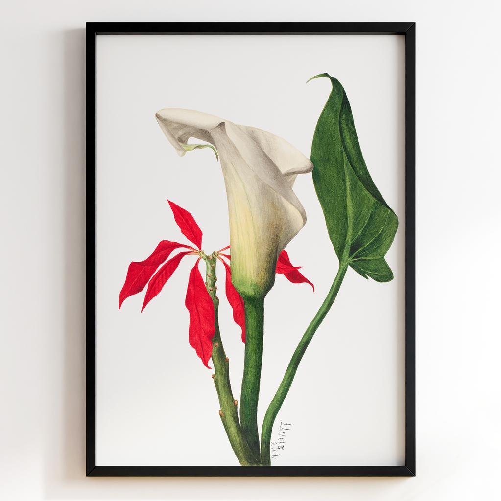 Ботанічний постер Мері Вокс Волкотт | Mary Vaux Walcott Арт: 27633