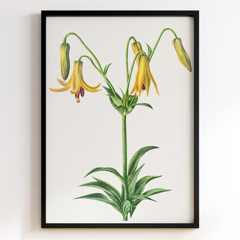 Ботанічний постер Мері Вокс Волкотт | Mary Vaux Walcott Арт: 27634