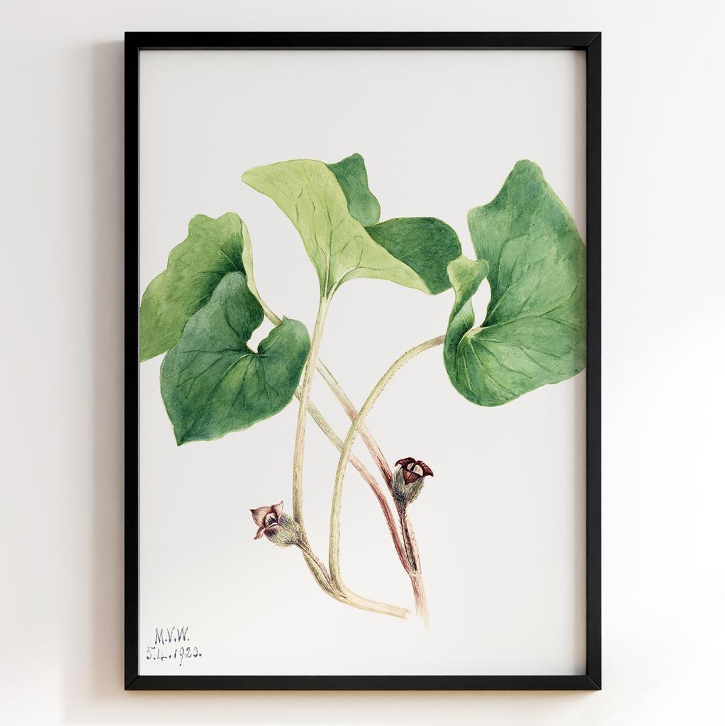 Ботанічний постер Мері Вокс Волкотт | Mary Vaux Walcott Арт: 27635