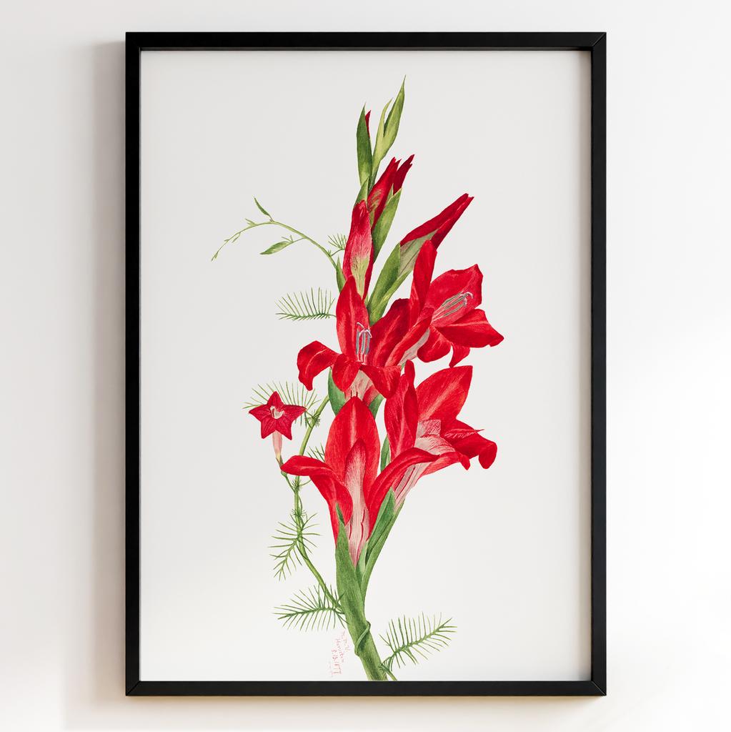 Ботанічний постер Мері Вокс Волкотт | Mary Vaux Walcott Арт: 27636