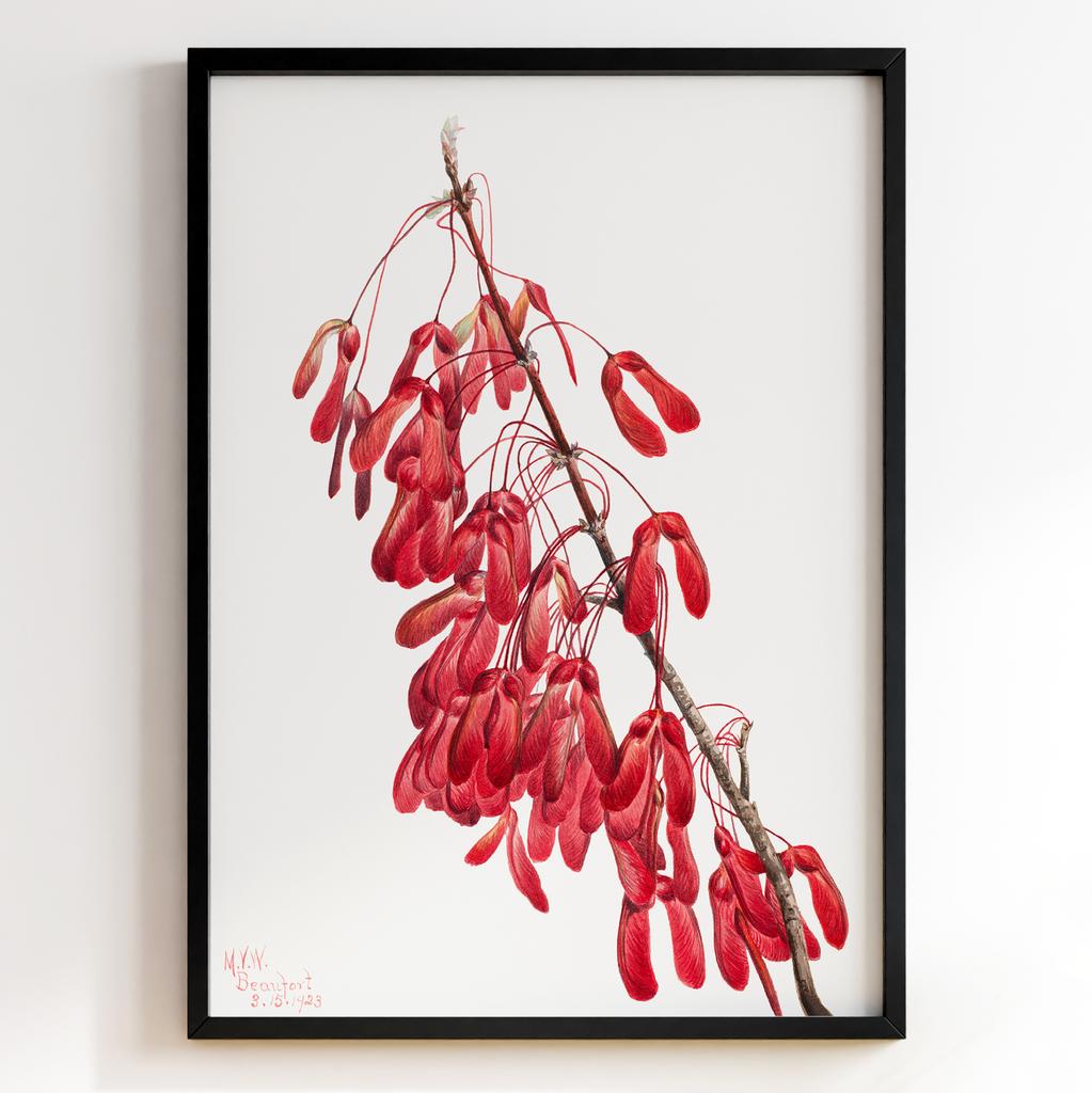 Ботанічний постер Мері Вокс Волкотт | Mary Vaux Walcott Арт: 27637